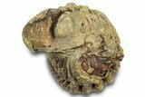 Bargain, Wide Enrolled Morocops Trilobite - Morocco #323225-2